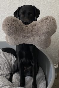 Hunde mit Knochen auf Platz